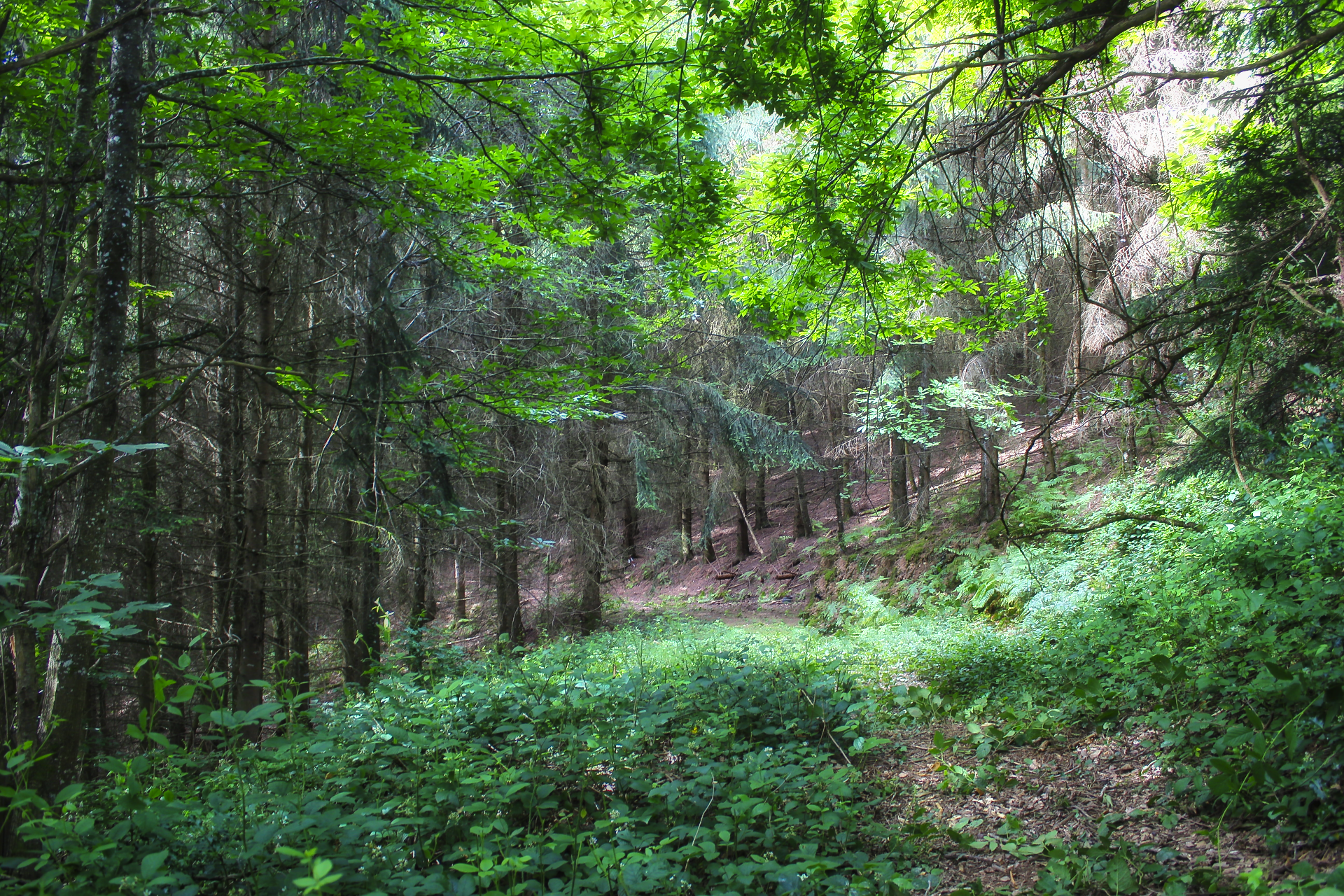 r8488_9_rando_2018_60_st_andre_-2.png